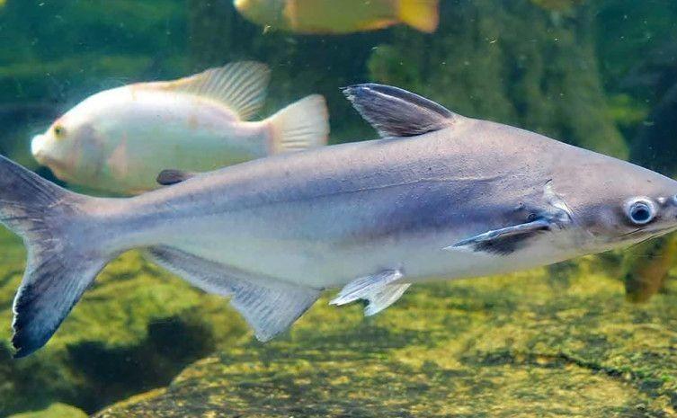 Tocantins sanciona lei que autoriza a criação em cativeiro do peixe Panga