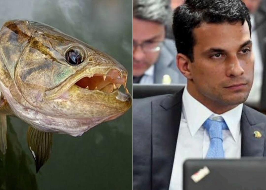 Quem confia em Irajá?